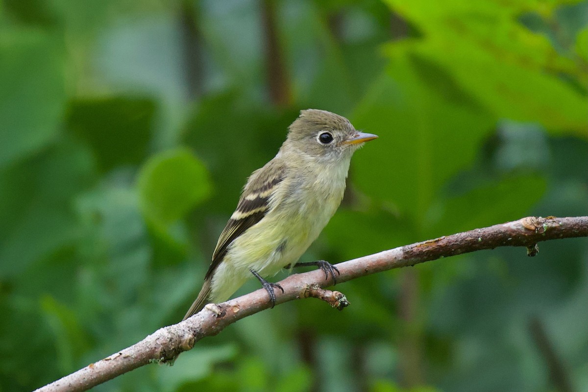 Least Flycatcher - ML639872184