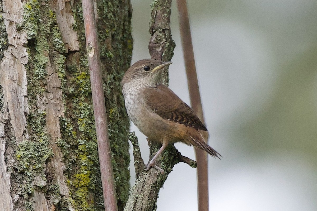 Northern House Wren - ML639872193