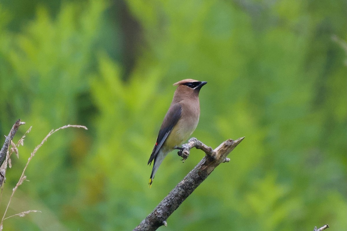 Cedar Waxwing - ML639872200