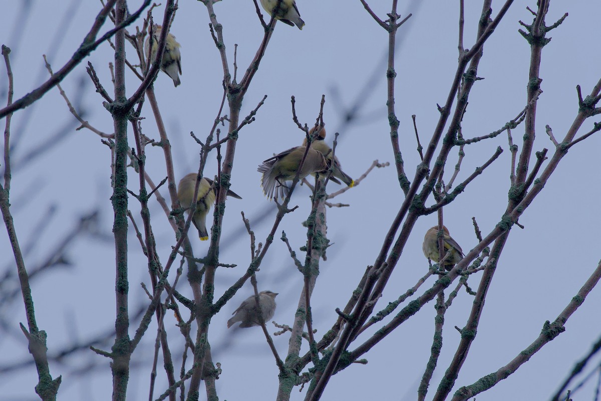 Cedar Waxwing - ML639872201