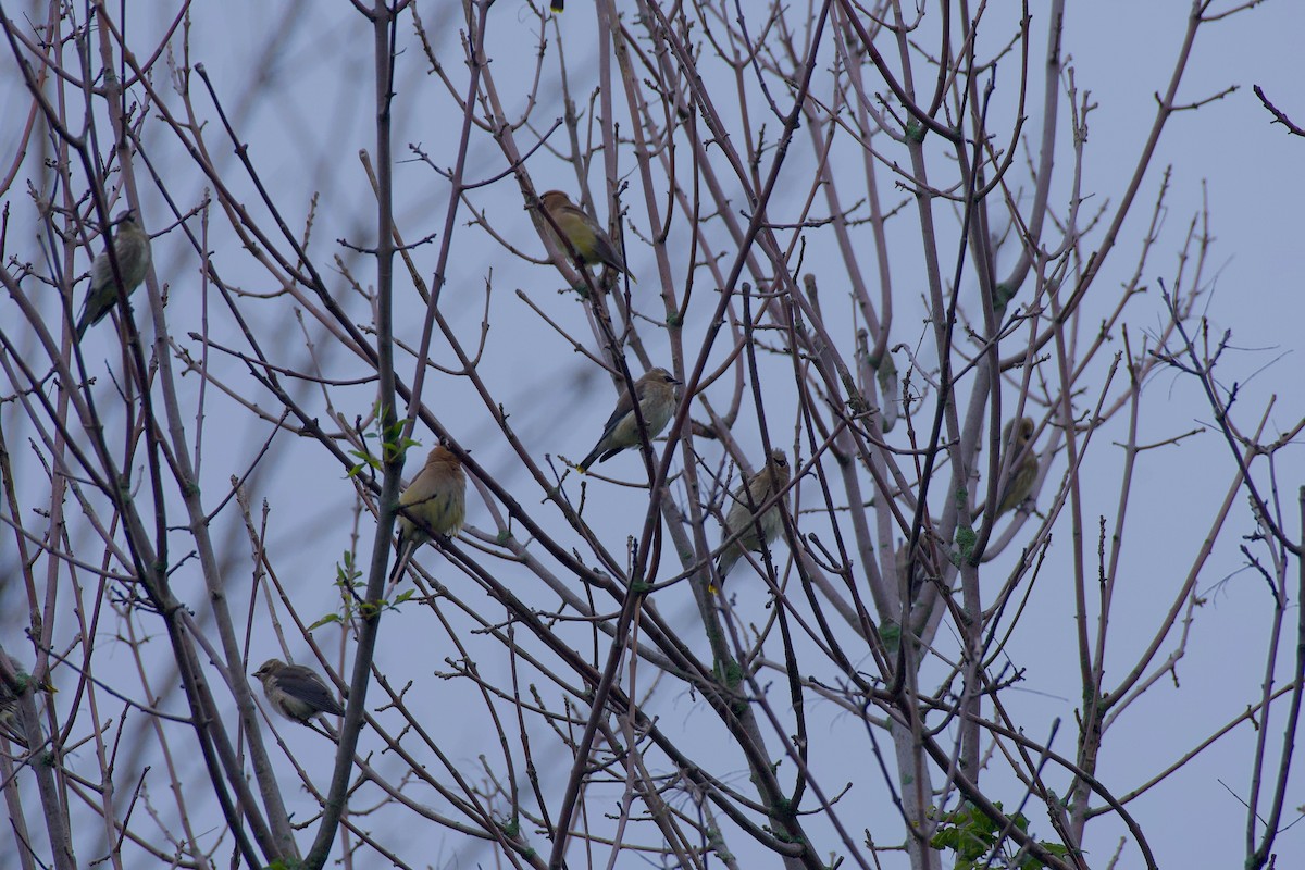 Cedar Waxwing - ML639872202
