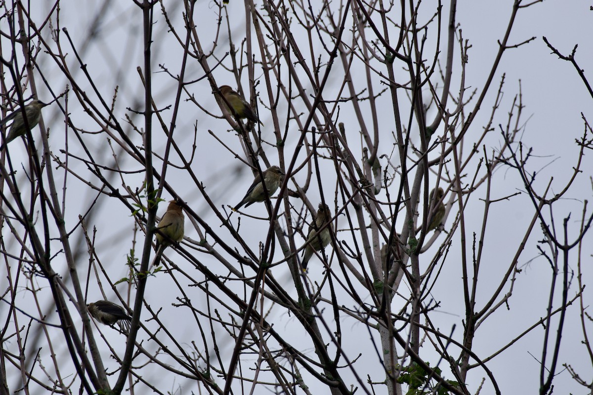 Cedar Waxwing - ML639872203
