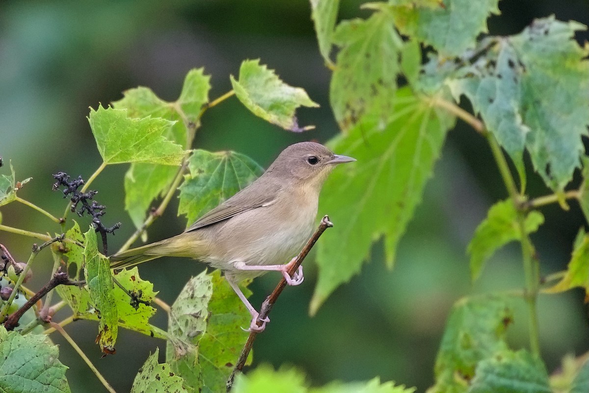Common Yellowthroat - ML639872210