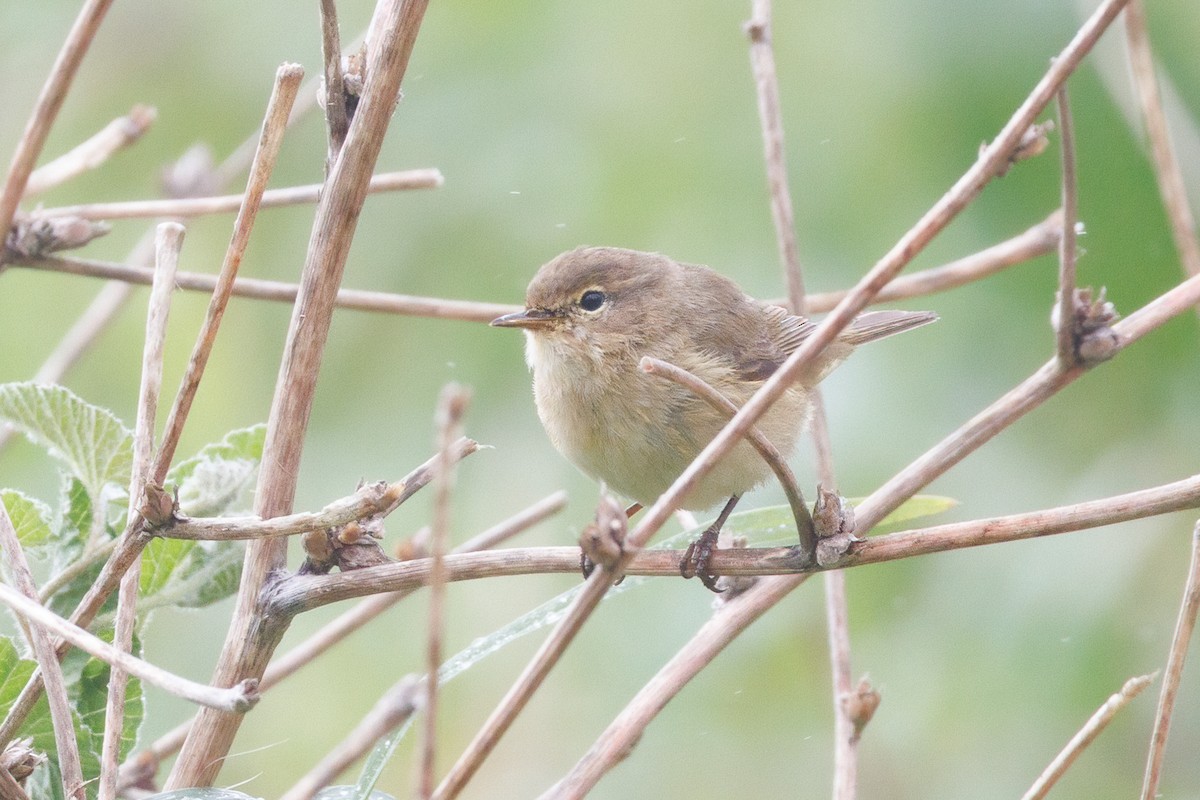 Common Chiffchaff - ML639872222
