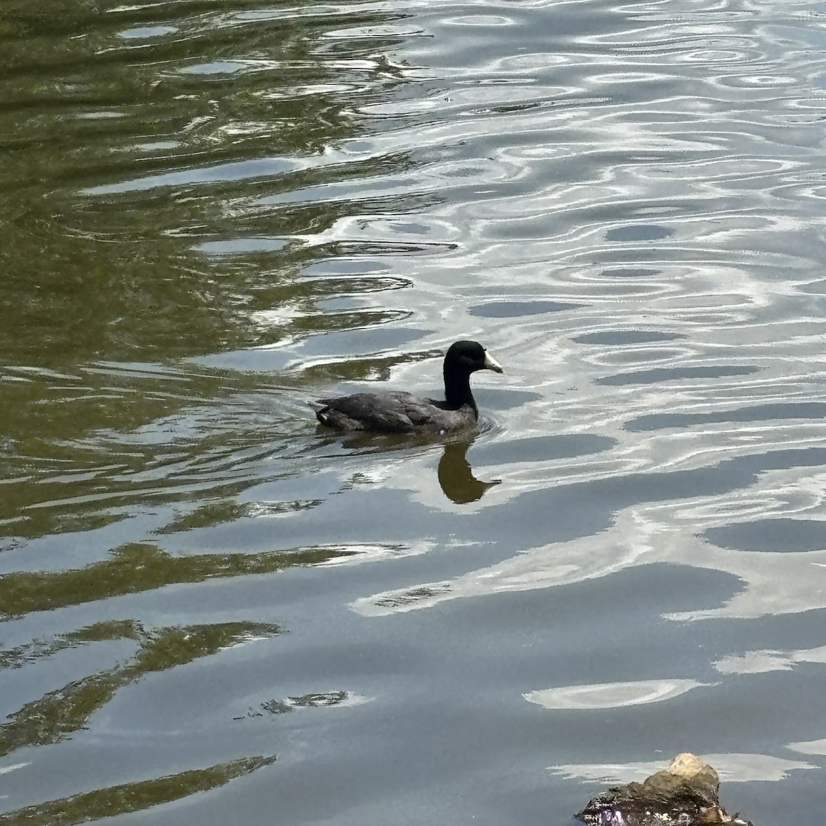 American Coot - ML639872247