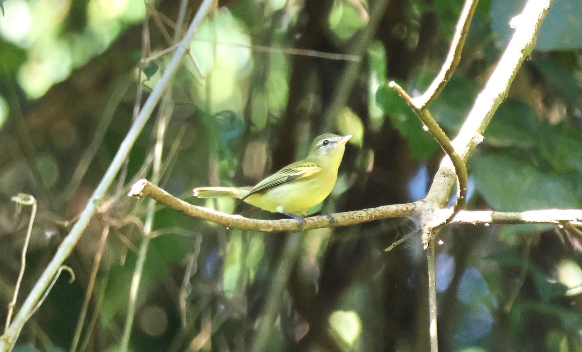 Greenish Tyrannulet - ML639872289