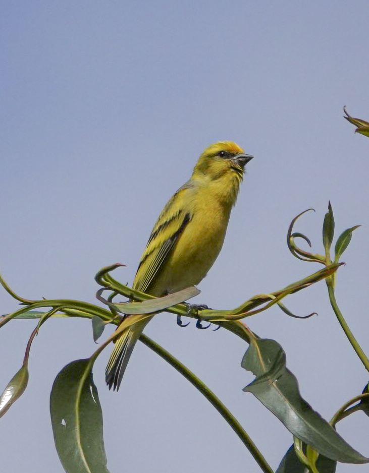 Yellow-crowned Canary - ML639872368