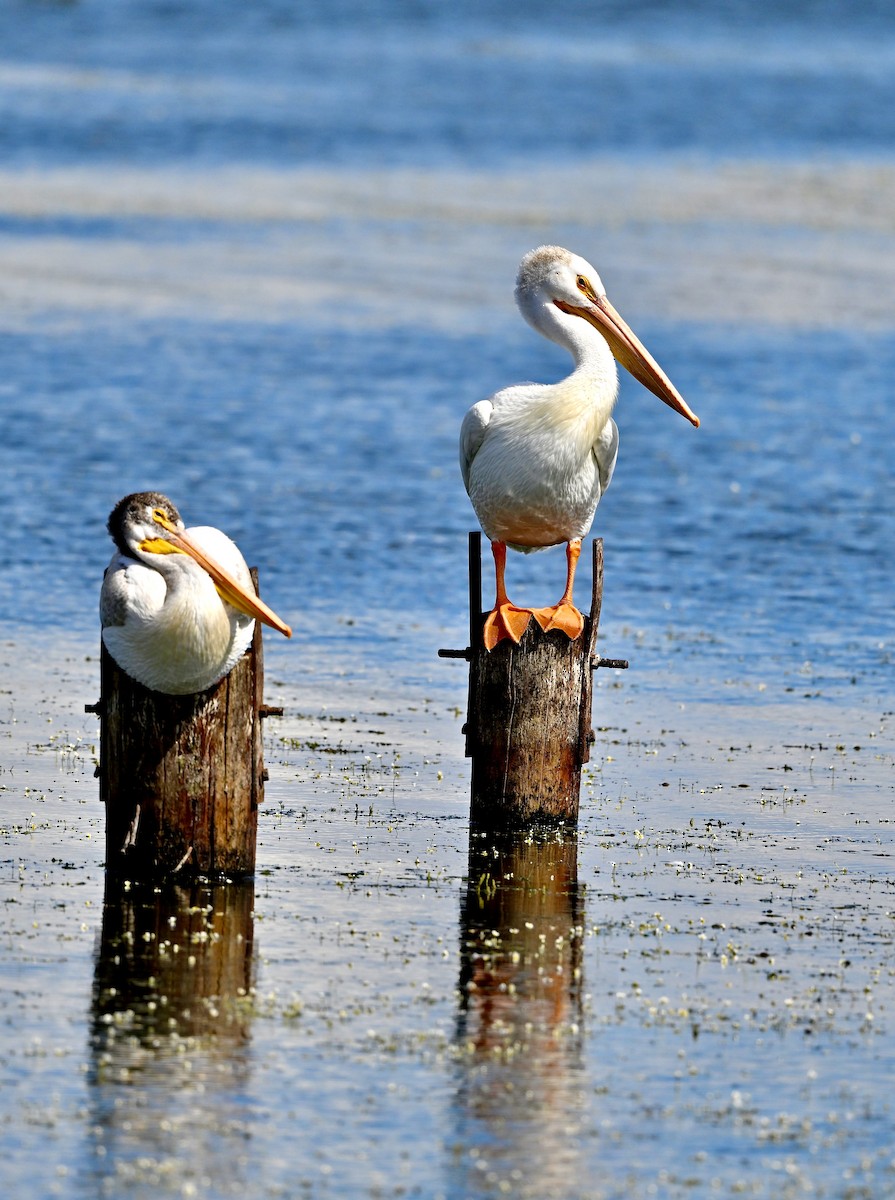 American White Pelican - ML639872389