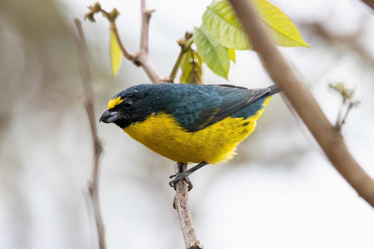Green-throated Euphonia - ML639872391