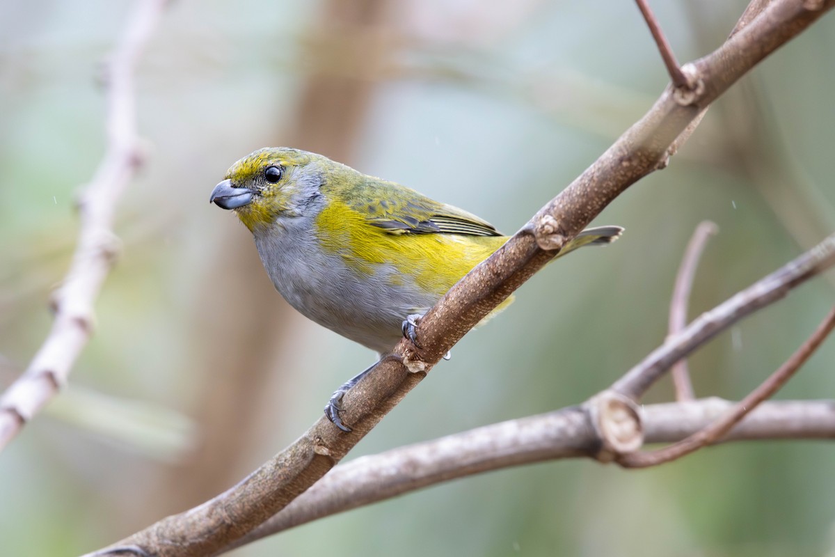 Green-throated Euphonia - ML639872392