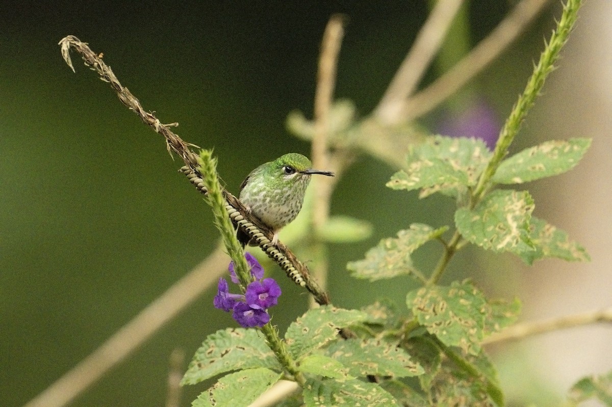 Rufous-booted Racket-tail (Anna's) - ML639872486