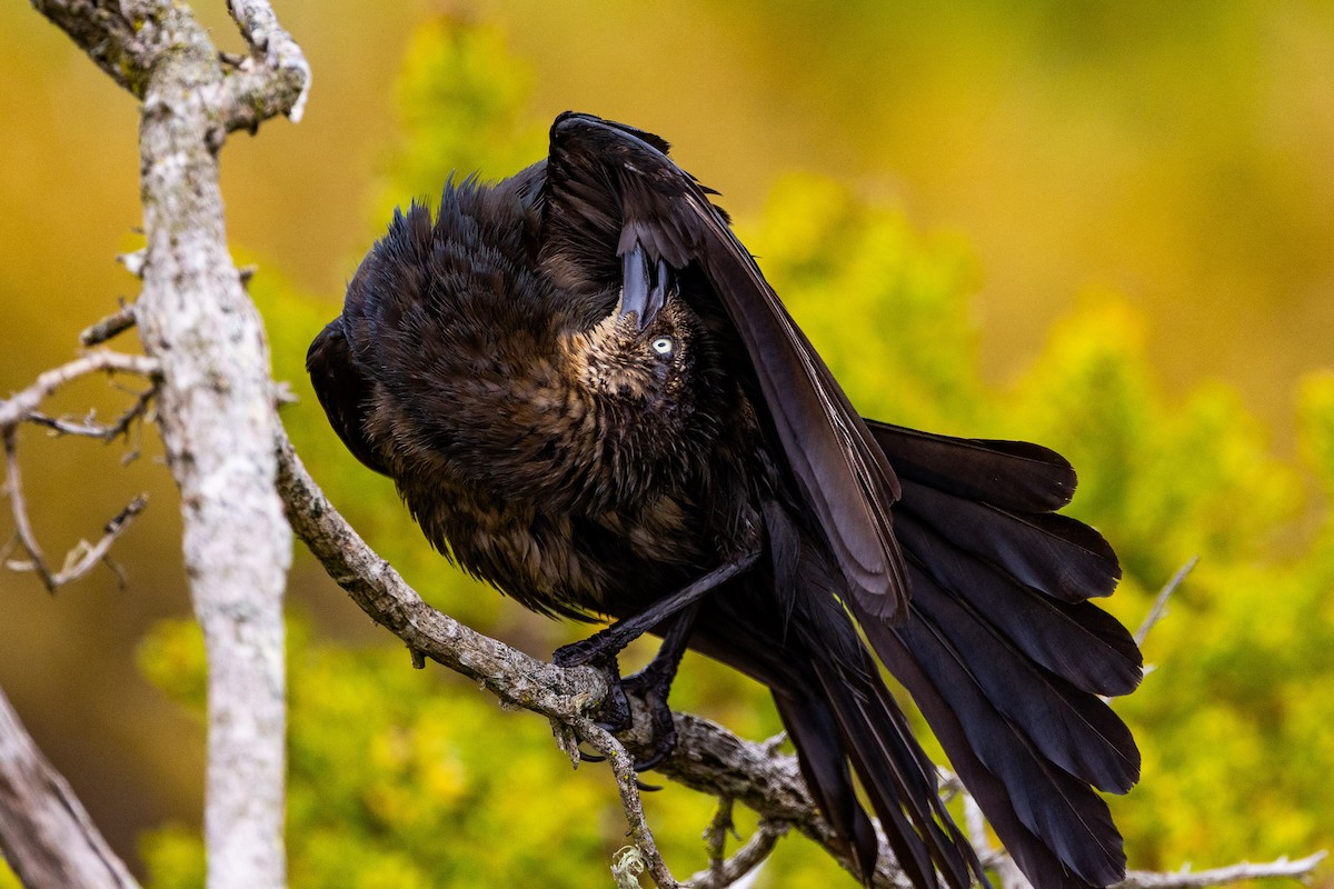 vlhovec velkoocasý - ML639872493