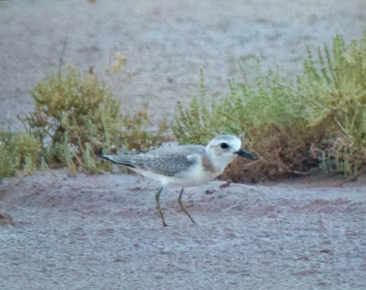 Greater Sand-Plover - ML639872513