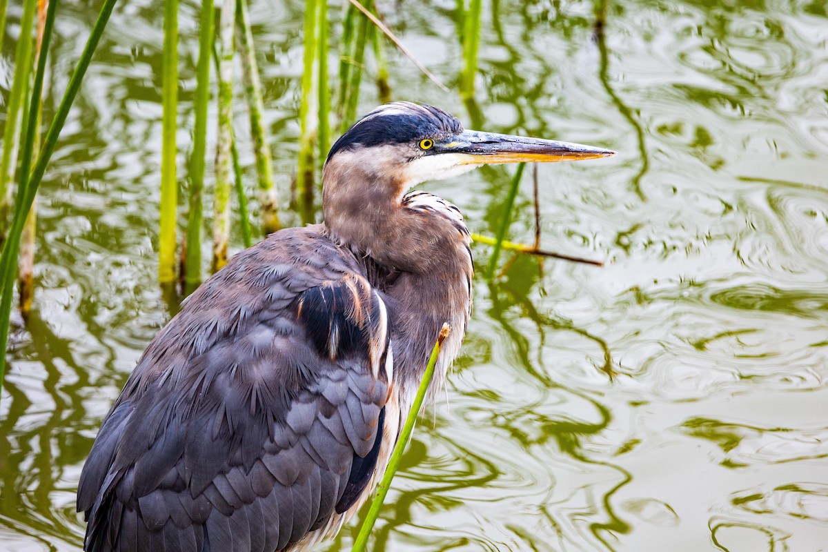 volavka velká - ML639872526