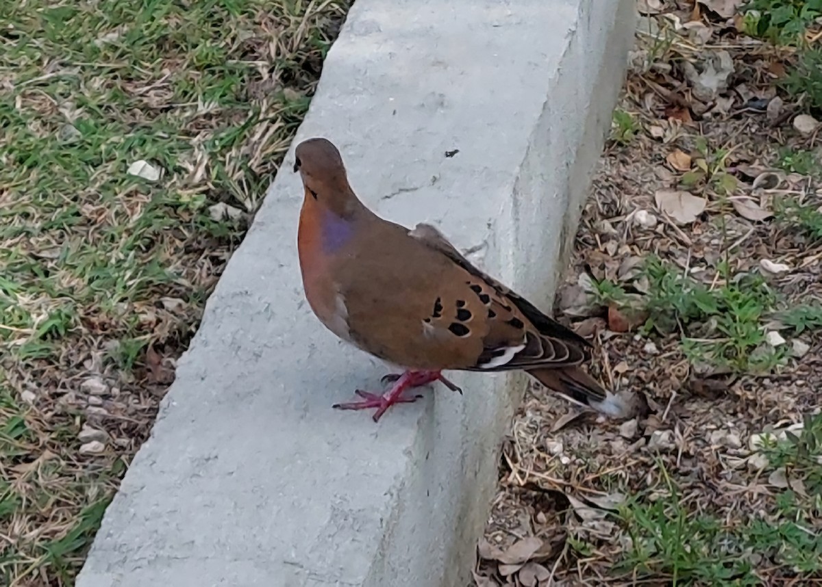 Zenaida Dove - ML639872530