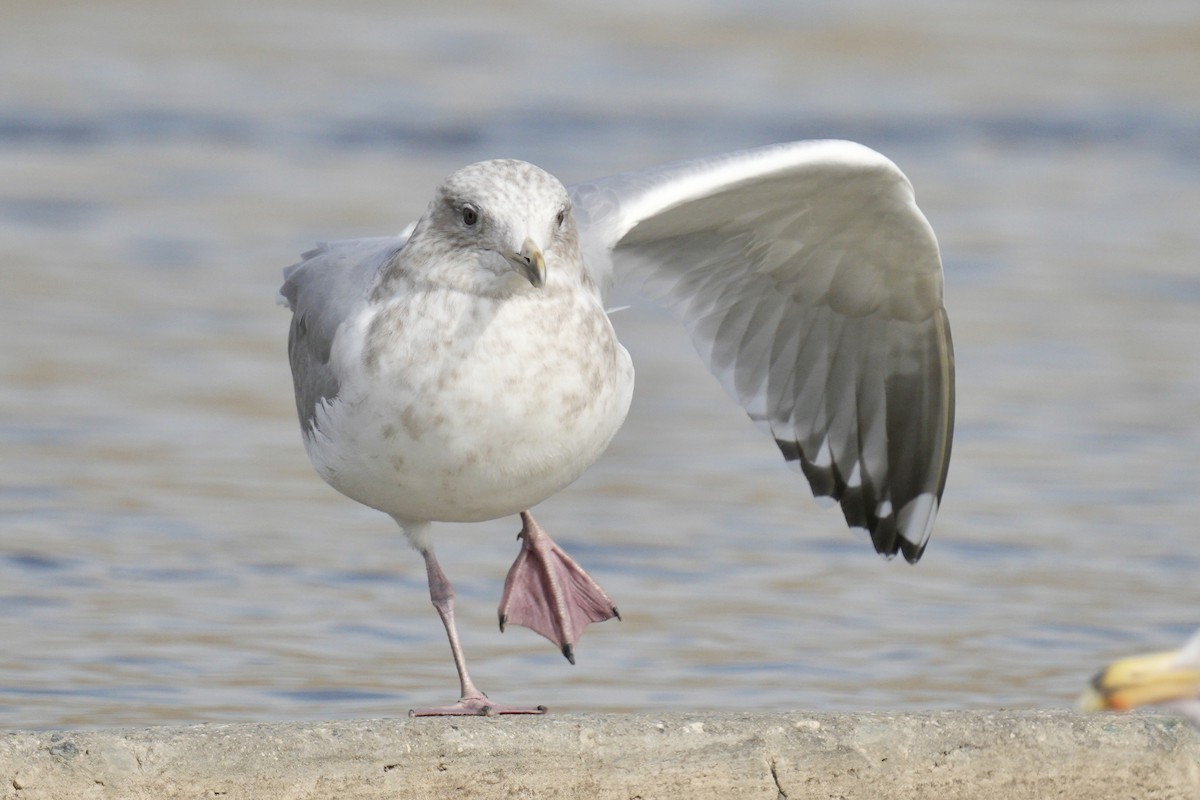 Iceland Gull (Thayer's) - ML639872531
