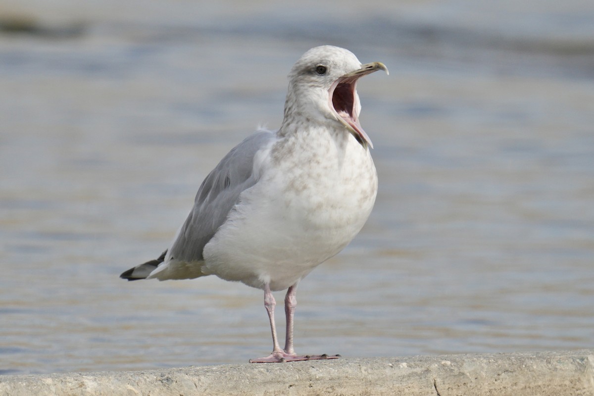 Iceland Gull (Thayer's) - ML639872532