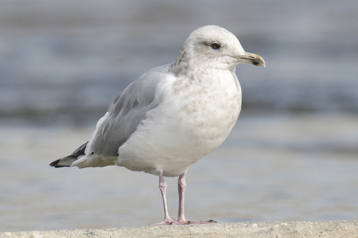Iceland Gull (Thayer's) - ML639872533