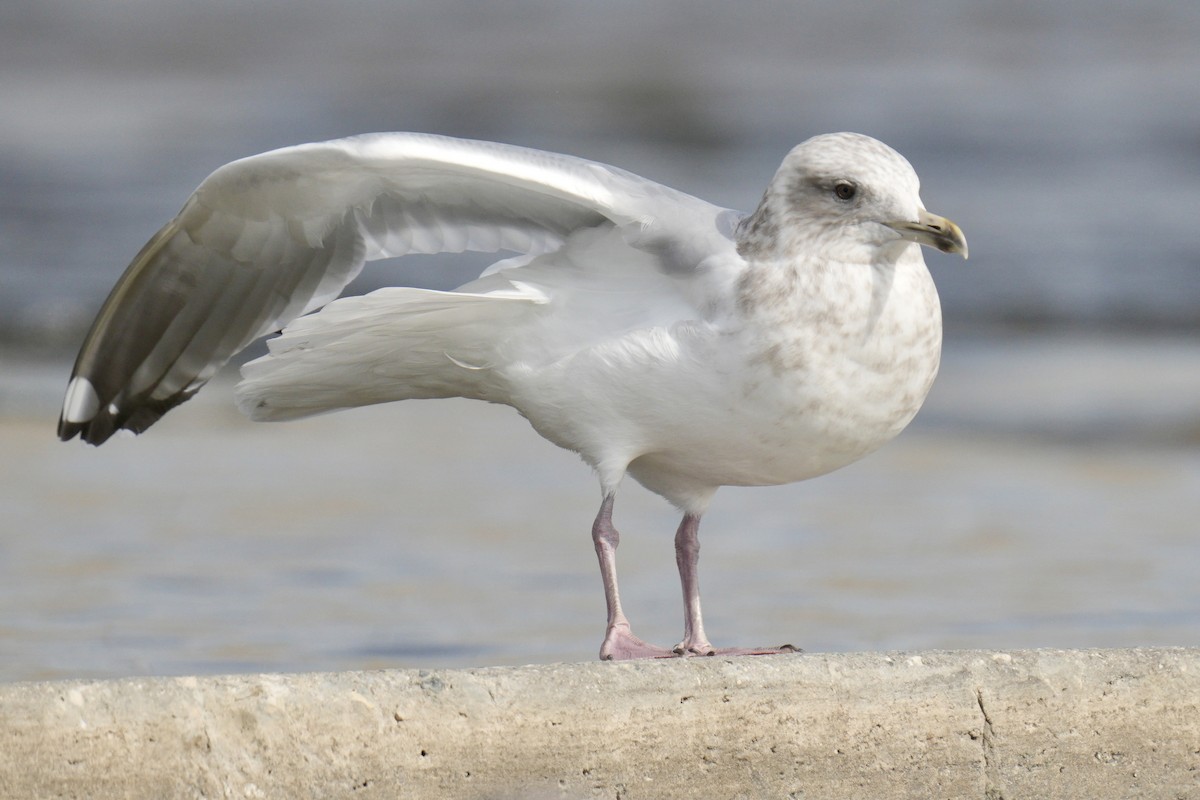 Iceland Gull (Thayer's) - ML639872534