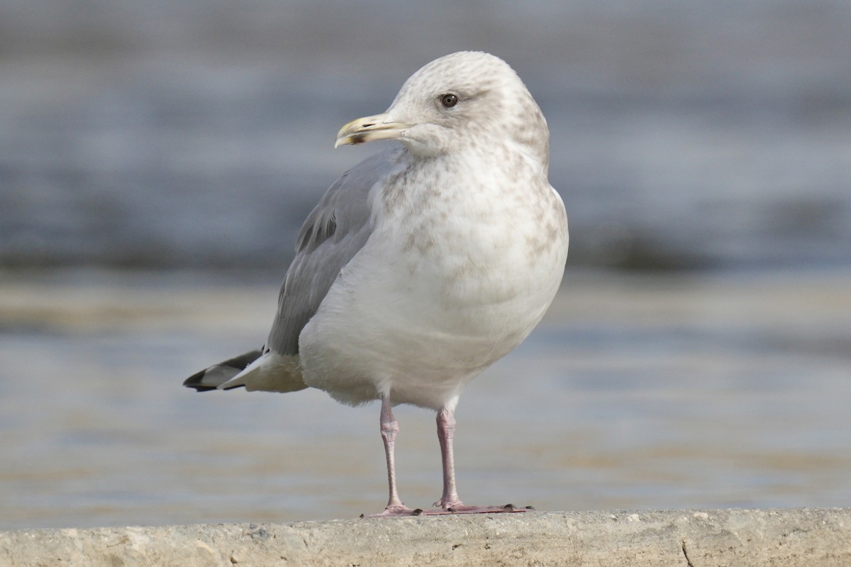 Iceland Gull (Thayer's) - ML639872535