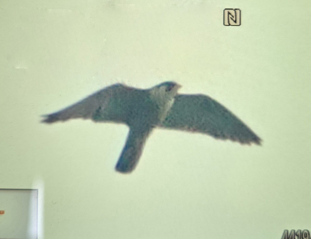 Эгэл шонхор - ML639872586