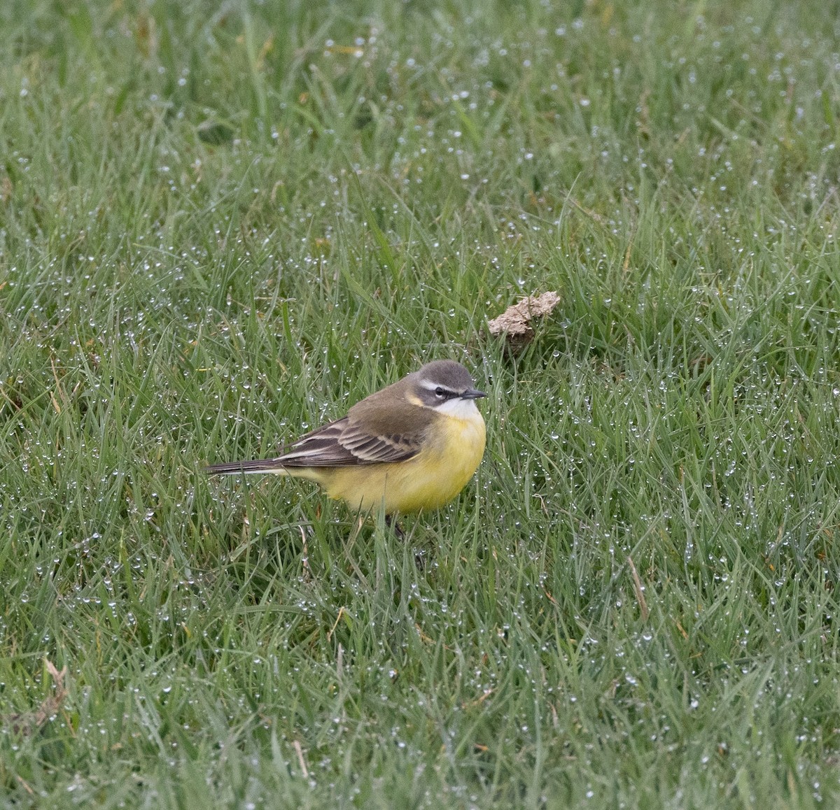 Bergeronnette printanière (iberiae) - ML639872602