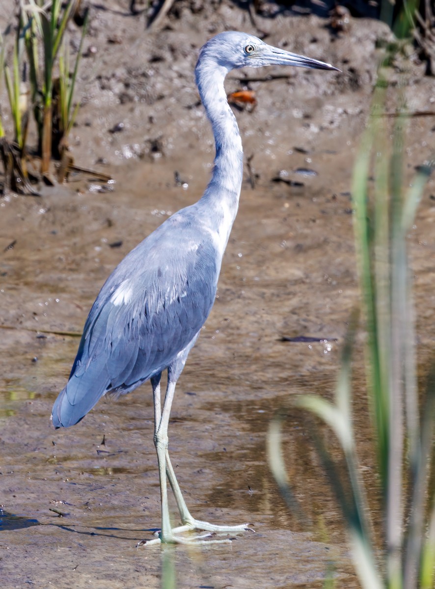 Little Blue Heron - ML639872607