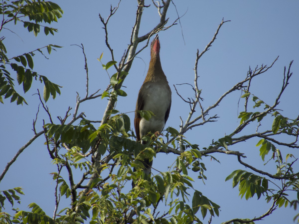 Chachalaca Alirroja - ML639872661