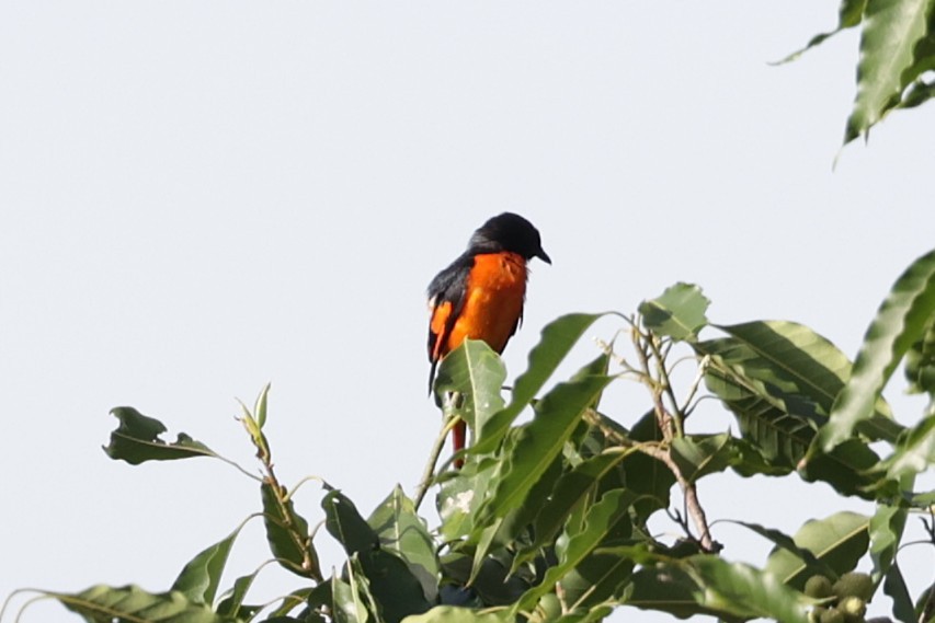 Minivet Naranja - ML639872665
