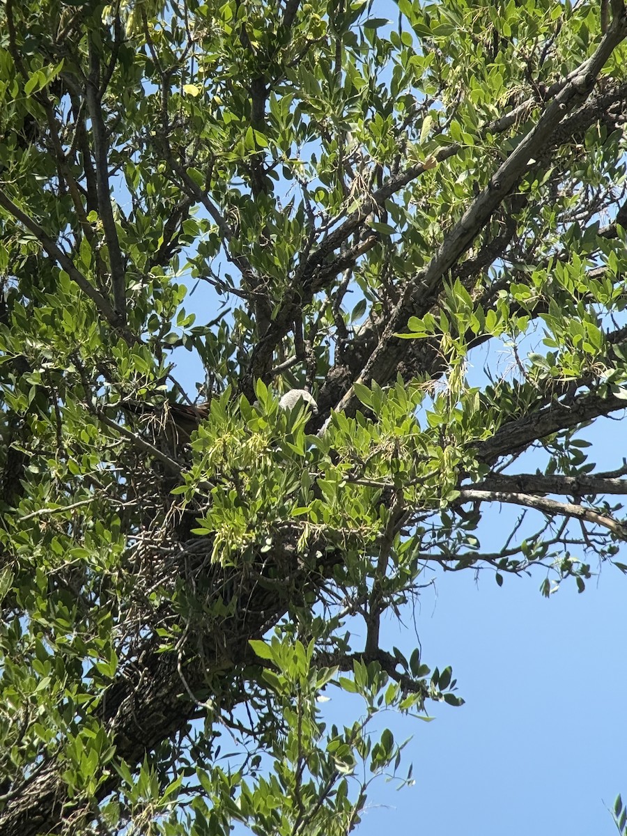 Mississippi Kite - ML639872667