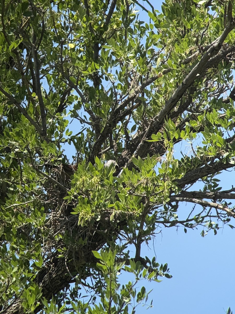 Mississippi Kite - ML639872668