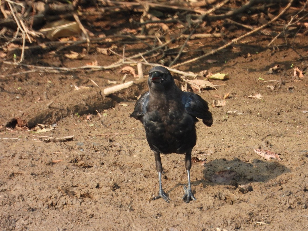 American Crow - ML639872680