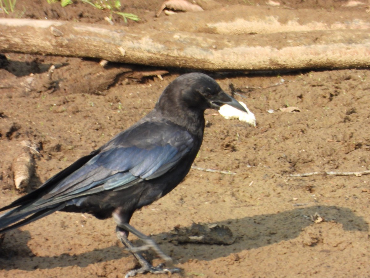 American Crow - ML639872681