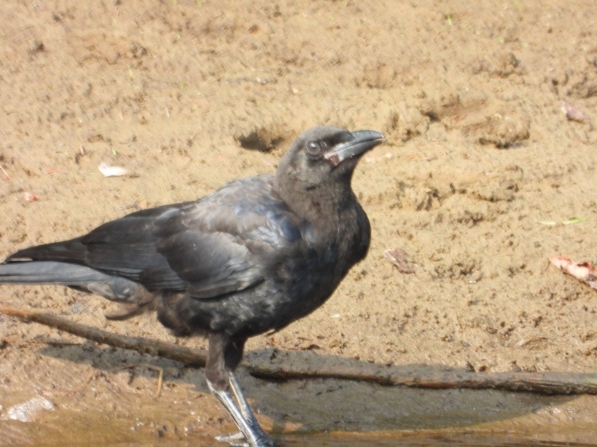 American Crow - ML639872682
