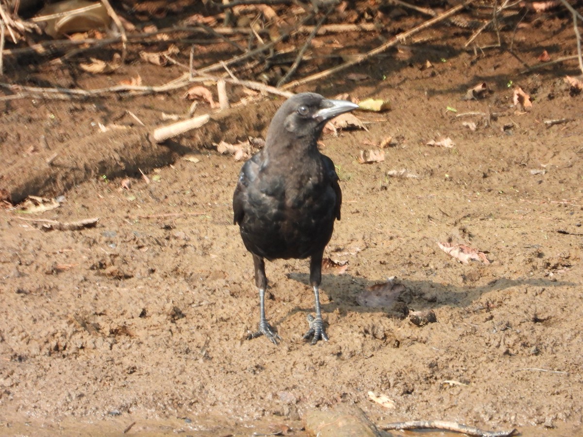 American Crow - ML639872683