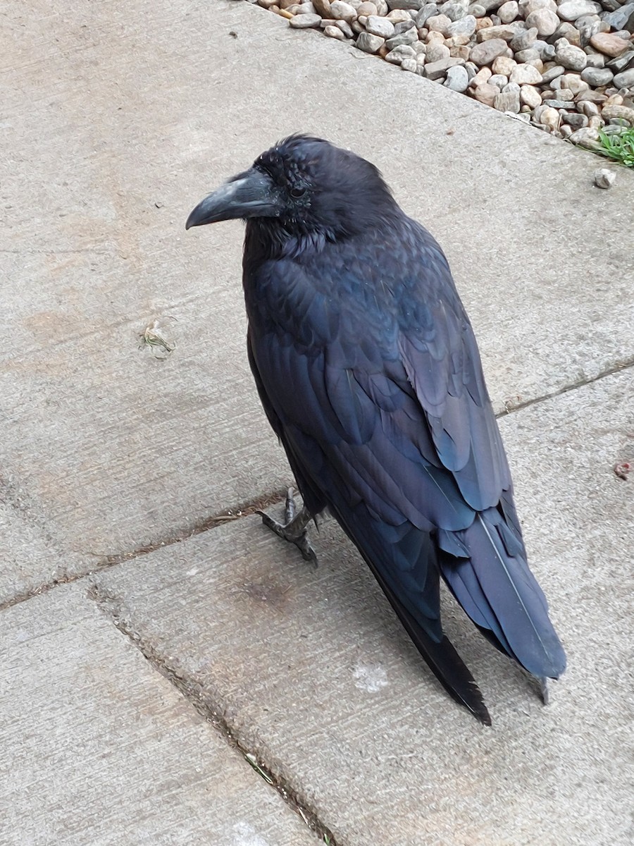 Common Raven - ML639872688