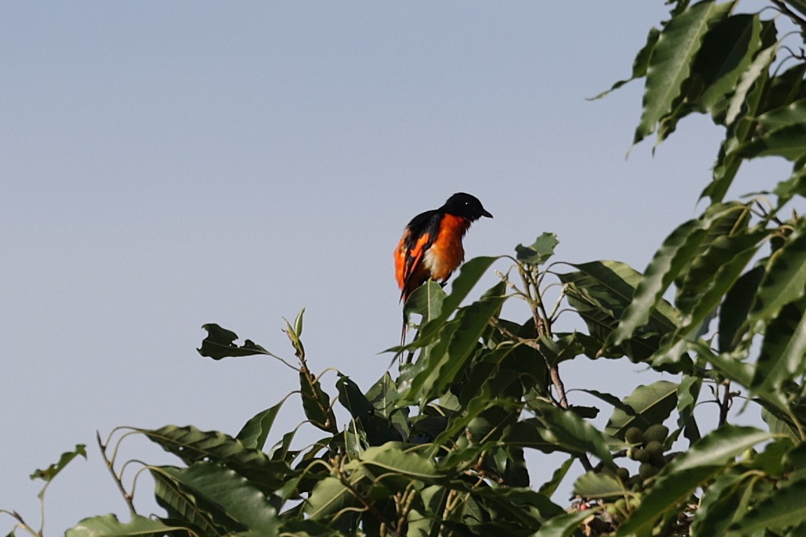 Minivet Naranja - ML639872689