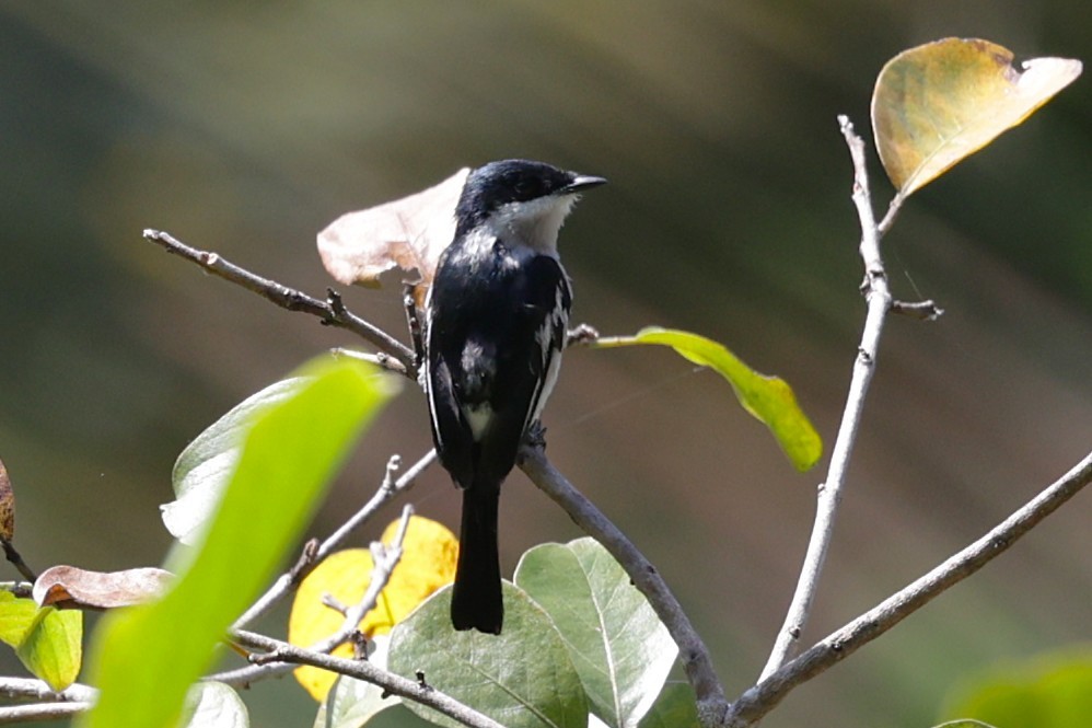Oruguero Alibarrado - ML639872726