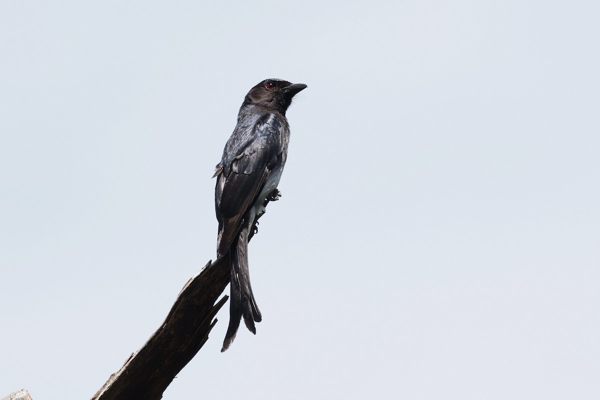 Drongo Ventriblanco - ML639872781