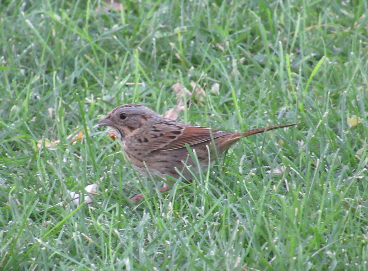 Lincoln's Sparrow - ML639872826