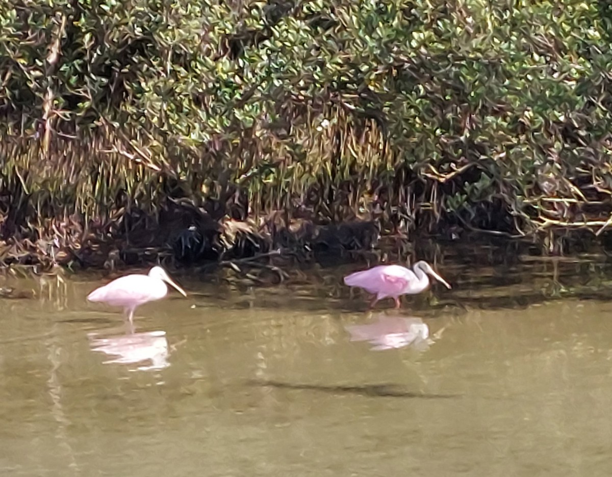 Roseate Spoonbill - ML639872860