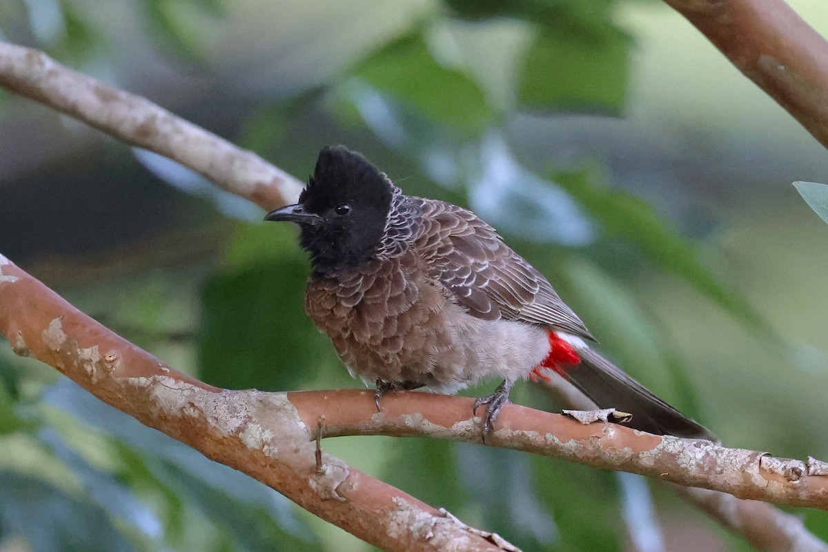 Bulbul Cafre - ML639872876
