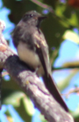Black Phoebe - ML639872883