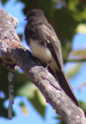 Black Phoebe - ML639872884
