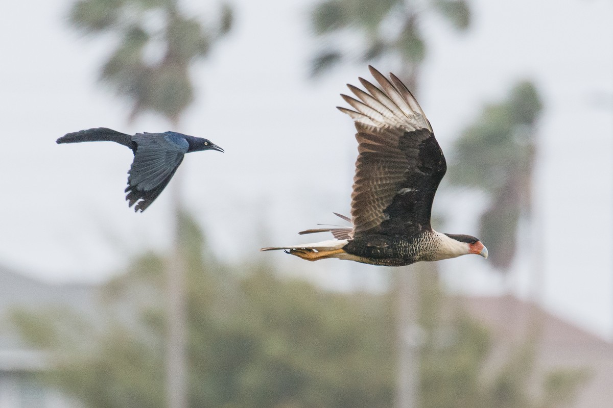 Caracara Carancho (norteño) - ML639872924