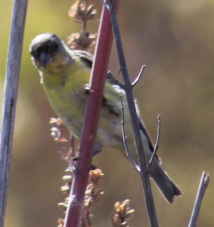 Lesser Goldfinch - ML639872925
