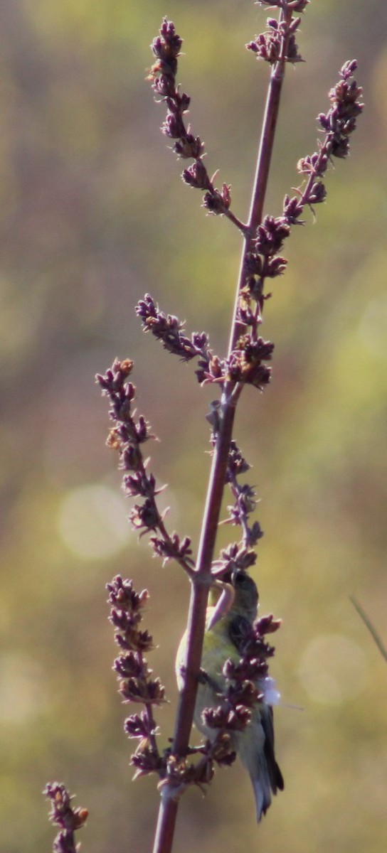 Lesser Goldfinch - ML639872926