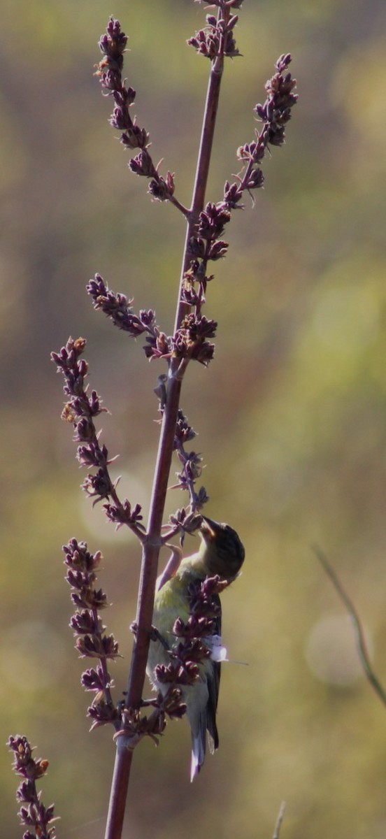 Lesser Goldfinch - ML639872927