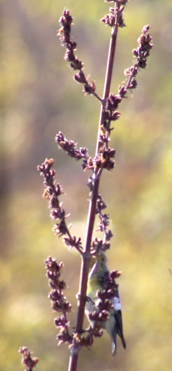 Lesser Goldfinch - ML639872928
