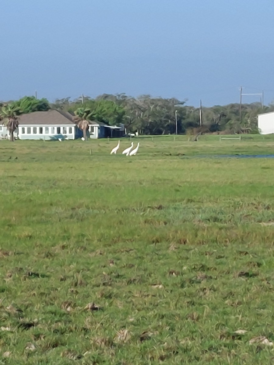 Whooping Crane - ML639872960